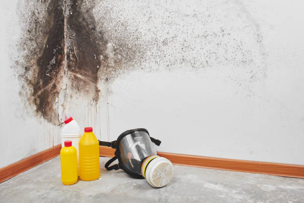 Best DIY Mold Remediation Support Services in Farmer City, IL