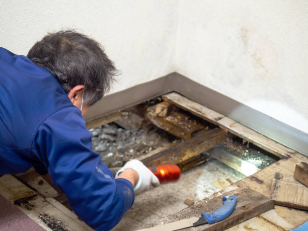 Best Residential Mold Remediation in Farmer City, IL