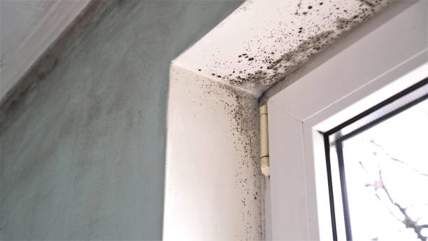 Best Health and Safety Mold Remediation in Farmer City, IL