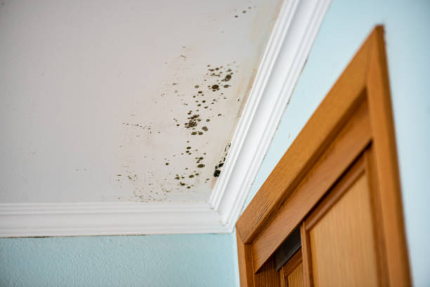 Best Kitchen Mold Remediation in Farmer City, IL