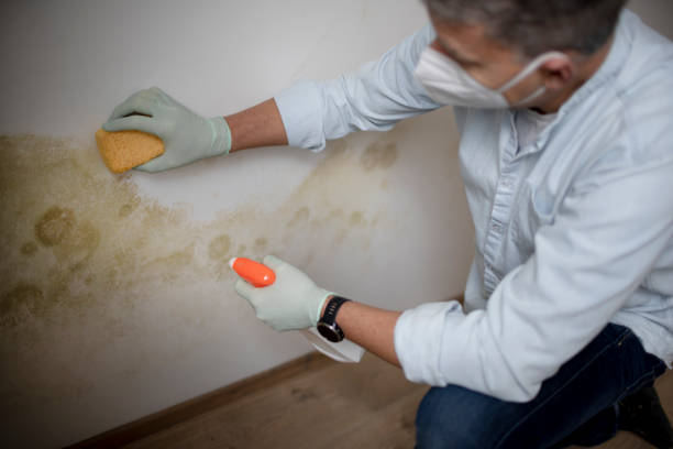 Best Black Mold Remediation in Farmer City, IL
