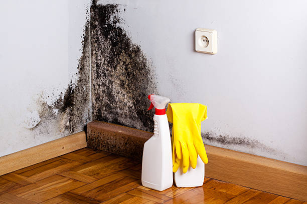 Best HVAC Mold Remediation in Farmer City, IL