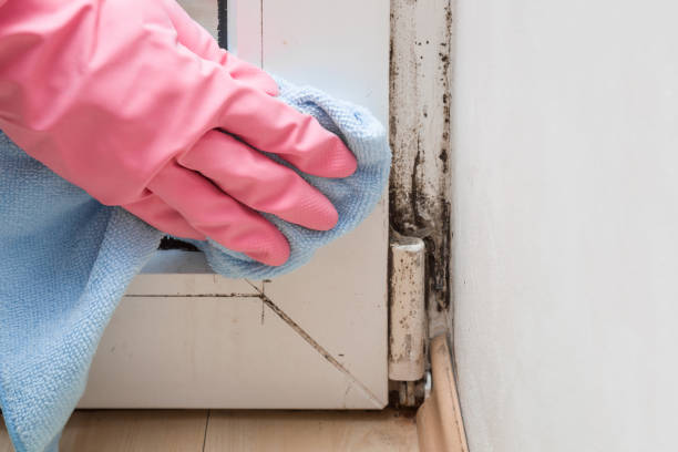 Best Bathroom Mold Remediation in Farmer City, IL